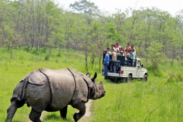 Jungle Safari